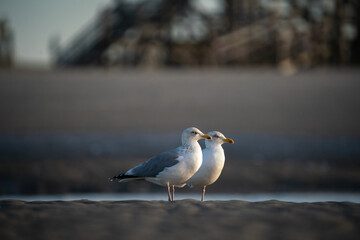 Herring gull standing on the beach  in St. Peter Ording