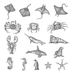 Manta ray, stingray, crab or lobster, seahorse and starfish, walrus, narwhal and killer whale in vector sketch. Ancient map elements of ocean seafaring and captain sea sailing for treasures adventure - obrazy, fototapety, plakaty
