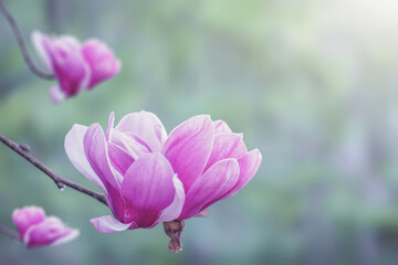 Obraz na płótnie Canvas Magnolia flower flowering with dew drops on sunny morning background