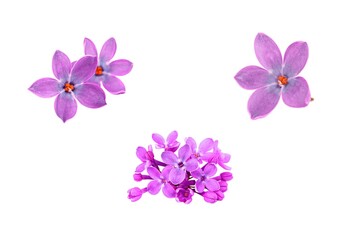 Fototapeta na wymiar 3d render illustration, Amazing picture of flowers