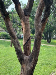 A tree bark with green in the background