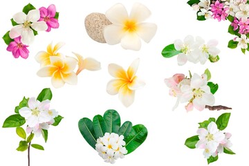 3d render illustration, Amazing picture of flowers