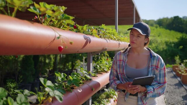 Female agronomist on strawberry farm