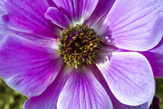 A lavender Poppy Anemone. ; frontal closeup image