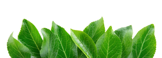 Plum leaf isolated. Plum leaves on white top view. Green fruit leaves flat lay. Leaf background. Full depth of field.