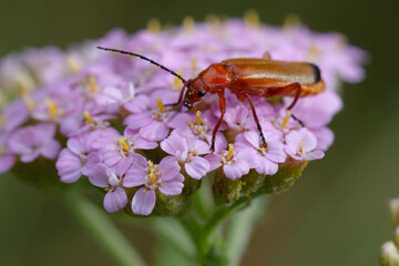 Common red soldier beetle or Bloodsucker beetle or Hogweed Bonking Beetle (Rhagonycha fulva)