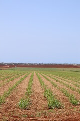 Field of young sweet potato plants