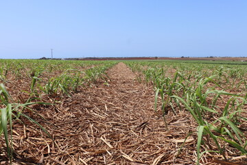 Young sugarcane crop