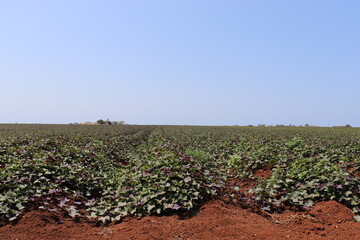 Field of sweet potatoes