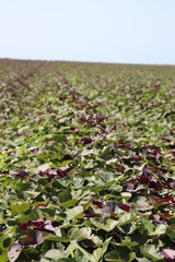 Sweet potato leaves in the field