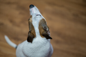 Rear view of terrier sitting on floor while staring ahead