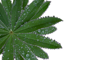 Lupine flower leaves with water drops after rain, highlighted on a white background. The object is located on the left, a place for text. Concept: color science, botany, garden.