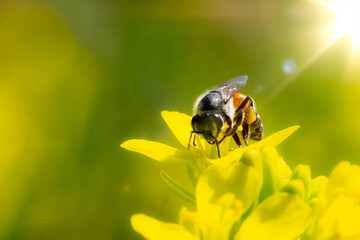 Bee insect on flower in nature background