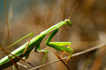 green praying mantis