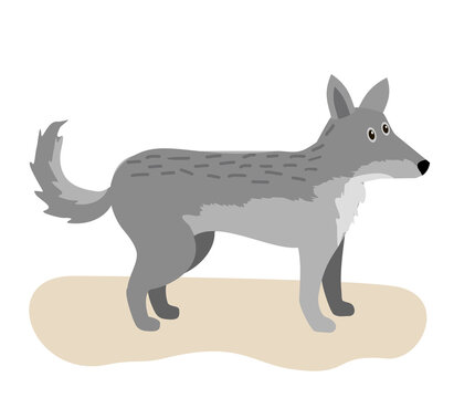 Cute wolf. Cartoon, wolf grey the nature of the character. Isolated on white background. Vector illustration