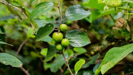 Ziziphus mauritiana, also known as Indian jujube, Indian plum, Chinese date, Chinese apple, and dunks is a tropical fruit tree species belonging to the family Rhamnaceae.