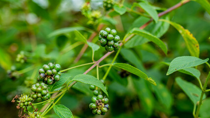Lantana camara is a species of flowering plant within the verbena family, native to the American tropics. It is a very adaptable species, which can inhabit a wide variety of ecosystems