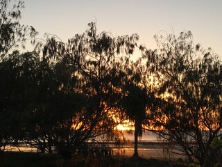 Sunrise through the trees