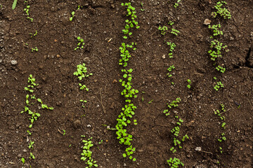 small sprouts of s of spinach, salad, lettuce, arugula in the ground. spring seedlings for the garden growing in the open field, gardening at home, planting background. organic food concept