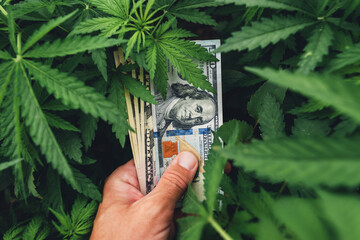 Cannabis Sativa grower proud of his cultivation business income profit showing US dollar cash money