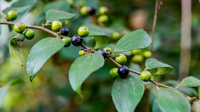 Indian Jujube Images Browse 466 Stock Photos Vectors And Video Adobe Stock