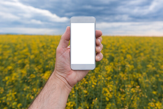 Agronomist with mobile smart phone mock up screen in rapeseed field