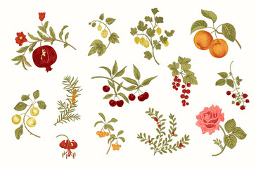 Fruit, berry and flowers. Set. Vector vintage illustration.