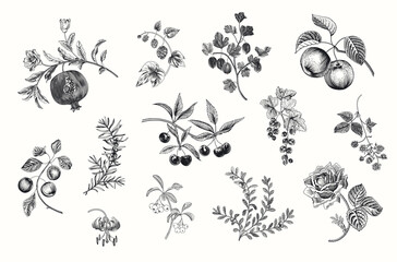Fruit, berry and flowers. Set. Vector vintage illustration. Black and white - obrazy, fototapety, plakaty