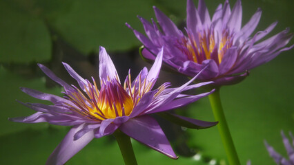 Two bright purple waterlily flowers