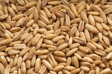 Detailed and large close up shot of oats.