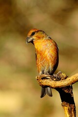 The common crossbill is a species of small passerine bird in the finches family.