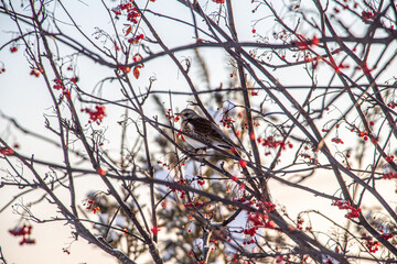 red cardinal on a branch