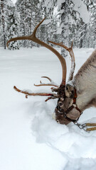 Fototapeta premium Cabin in the snow