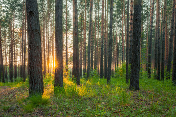 Fototapeta premium sunset in the forest
