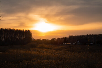 Fototapeta na wymiar sunset over the gold field