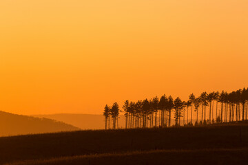 Tall pine trees at sunset. Orange sky.
