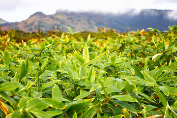Sasa kurilensis or Kuril bamboo. Kunashir Island
