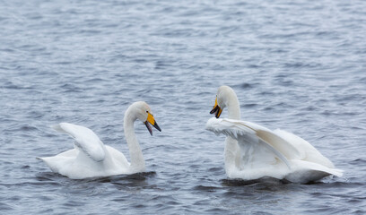 Two swans on Lake Svetloe (Lebedinoe), Altai, Russia