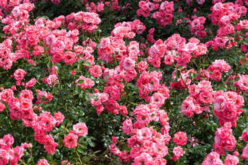 Naklejka premium Bush blooming pink roses close up
