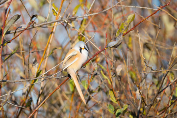 Bearded reedling sits on a branch on an autumn day