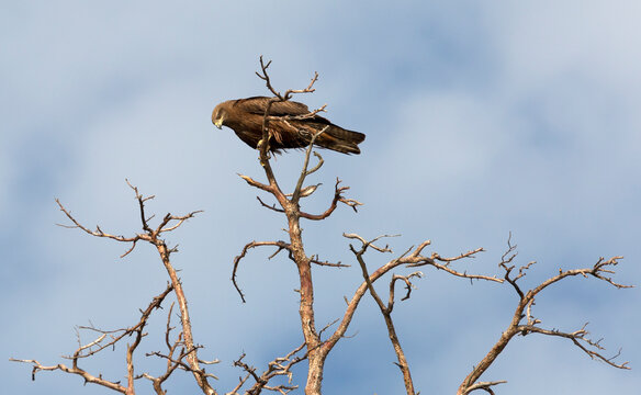 Black kite (Milvus migrans) sits on a dry branch against the sky