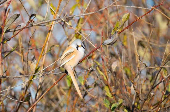 Bearded reedling sits on a branch on an autumn day