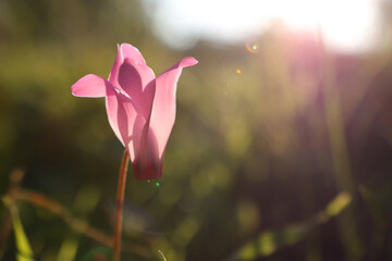 low angle view image of fresh grass and spring cyclamen flowers. freedom and renewal concept. Selective focus
