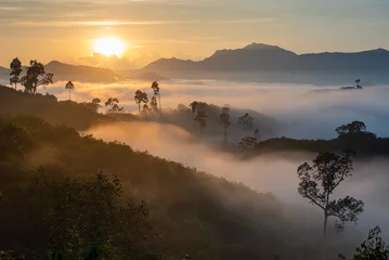 Deurstickers geweldig regenwoudlandschap in de ochtend met mist en zonsopgang. trekking voor camping oriëntatiepunt in het zuiden van Thailand. Tropicana bos in Zuidoost-Azië. worm en fris landschap. © 22January