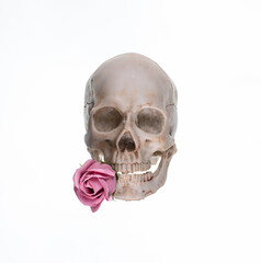 human skull with rose on white background
