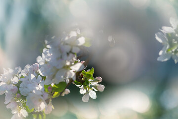 Blossom tree