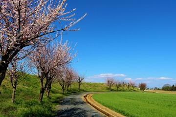 春の訪れ　いい香りの梅の花　風景