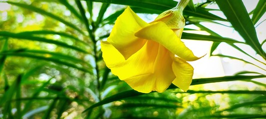 yellow oleander flower on green
