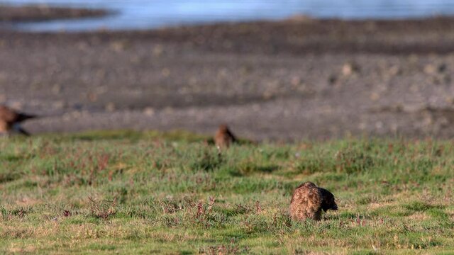 Chimango Caracara Bird Sitting On Grassland At Chiloe Island Chile. Locked Off