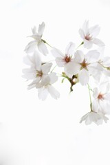 Fototapeta premium 桜の花のクローズアップ